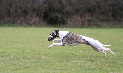 Olympic Star - Thor 