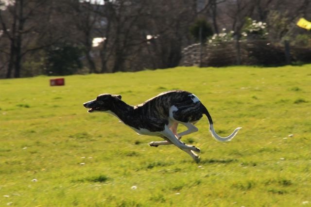 Olympic Star Iris