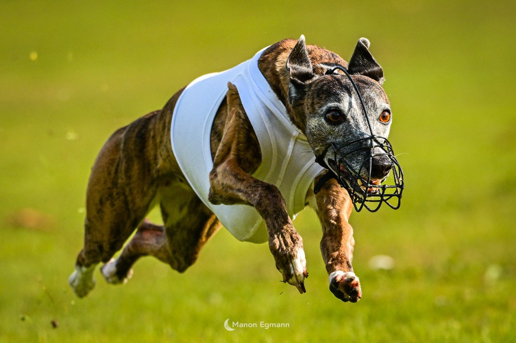 2 Champions de FRANCE Vétéran de PVL